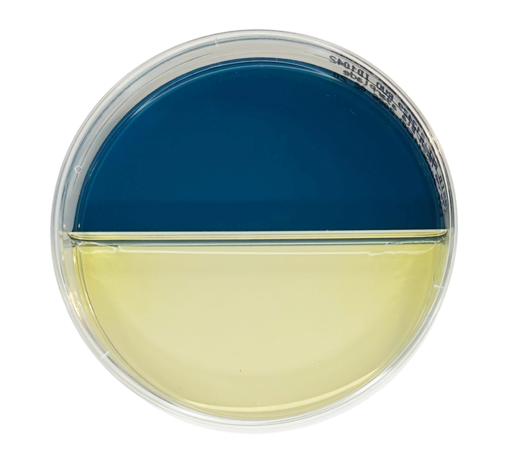 Chrom MRSA/Blå agarplade