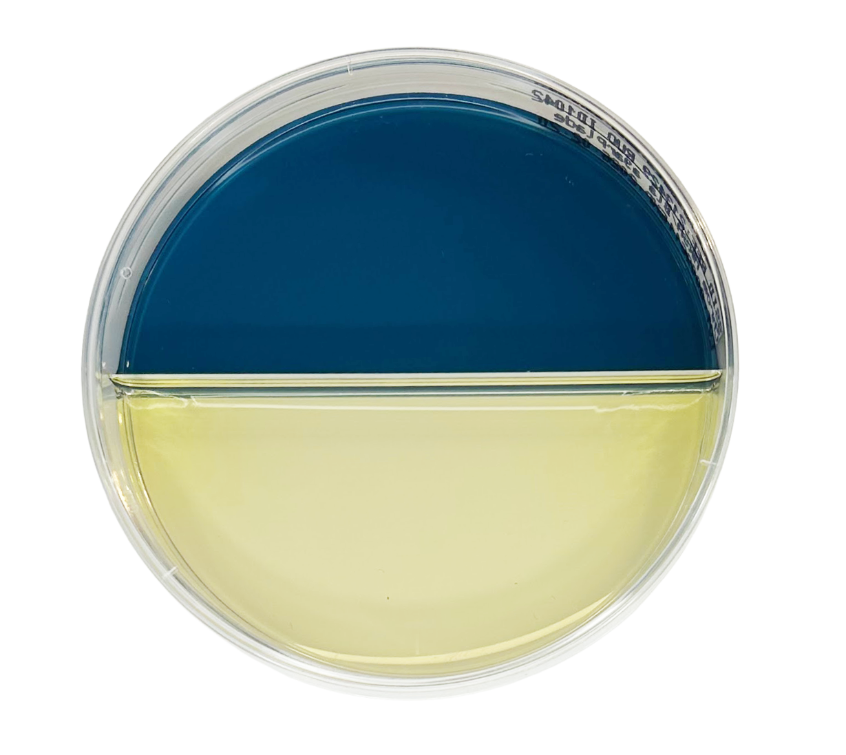 Chrom MRSA/Blå agarplade
